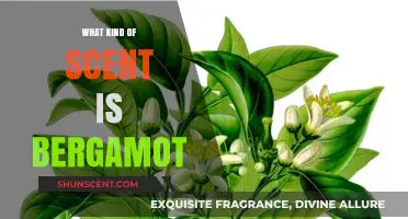 Exploring Bergamot: A Citrusy, Floral, and Uplifting Aromatic Scent