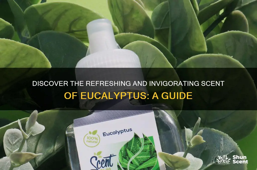what kind of scent is eucalyptus
