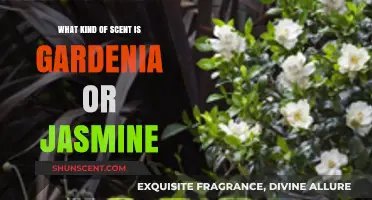 Gardenia vs. Jasmine: Unveiling the Unique Aromas of These Floral Scents
