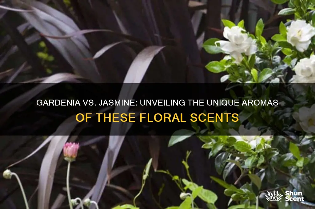 what kind of scent is gardenia or jasmine