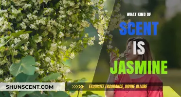 Exploring Jasmine's Alluring Scent: A Floral, Sweet, and Sensual Aroma