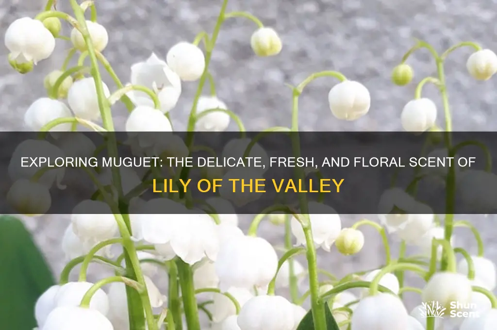 what kind of scent is muguet