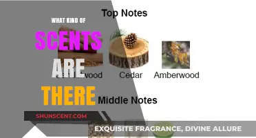 Exploring the World of Scents: Types, Notes, and Aromatic Varieties