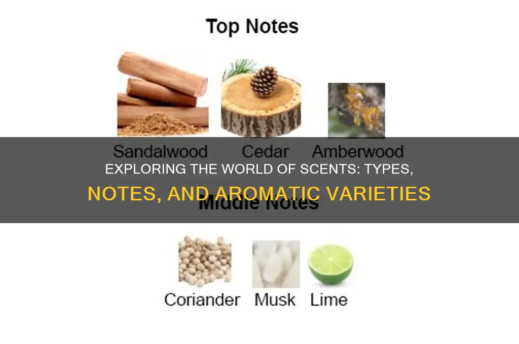 what kind of scents are there