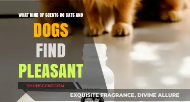 Pet-Approved Aromas: Scents Cats and Dogs Love Most Explained