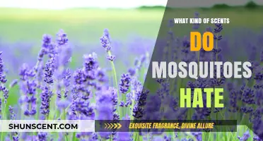 Mosquito-Repelling Scents: Discover Aromas That Keep Pesky Bugs at Bay