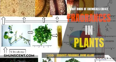The Chemistry of Plant Scents: Nature's Perfumes