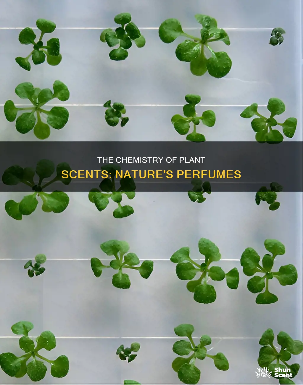 what kinds of chemicals create fragrances in plants