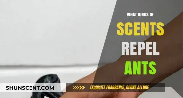 Natural Ant Repellents: Scents That Keep Ants at Bay