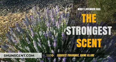 Discover the Most Fragrant Lavender Varieties for Aromatic Bliss