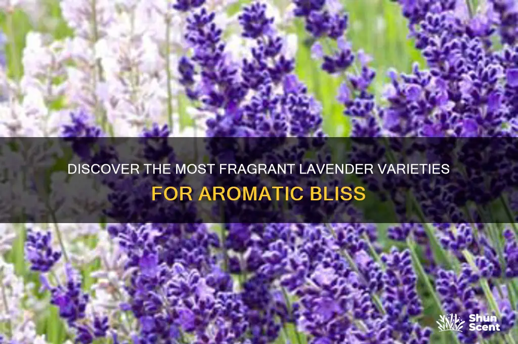 what lavender has the strongest scent