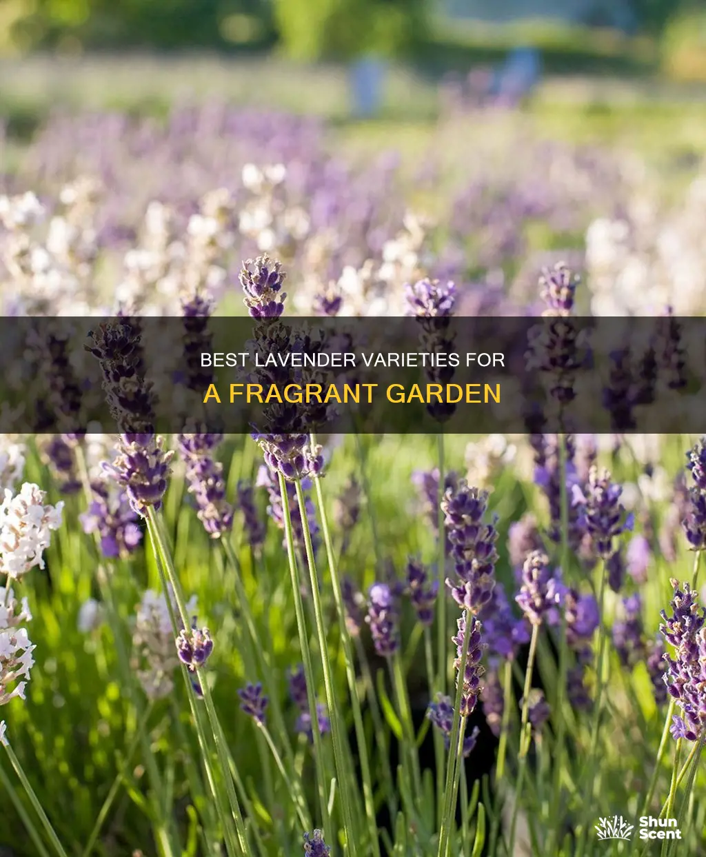 what lavender to grow for fragrance smell like