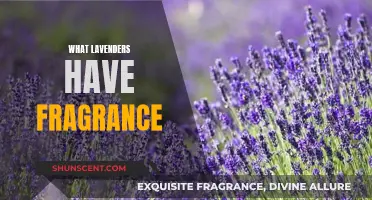 The Fragrance of Lavender: Exploring Scented Varieties