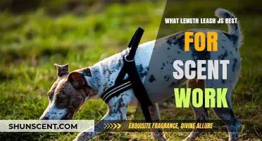 Choosing the Perfect Leash Length for Effective Scent Work Training
