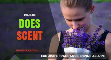Unraveling the Mystery: Which Brain Lobe Processes Scent Perception?