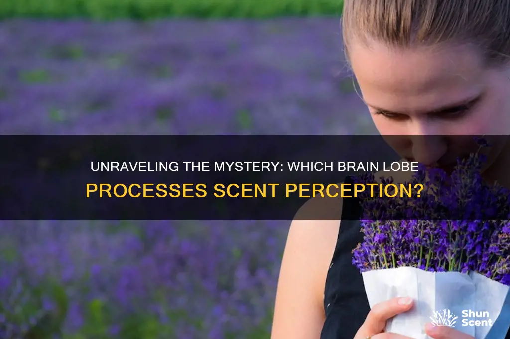 what lobe does scent