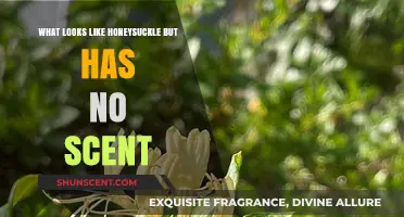 Unscented Honeysuckle Look-Alike: Identifying the Fragrance-Free Impostor