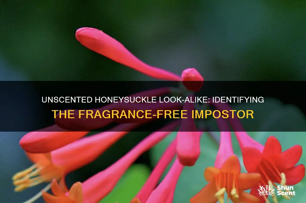 what looks like honeysuckle but has no scent