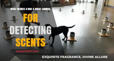 Why Dogs Excel as Superior Scent Detection Animals: Unlocking Their Olfactory Genius