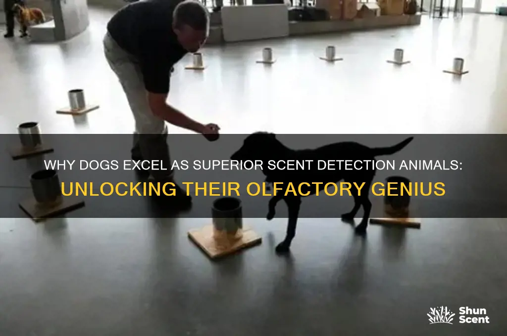 what makes a dog a great animal for detecting scents