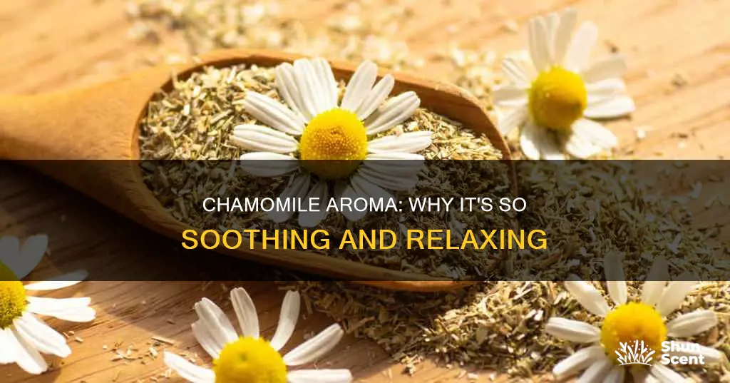 what makes chamomile aroma soothing