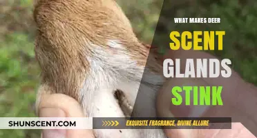 Unraveling the Pungent Mystery: Why Deer Scent Glands Smell So Strong