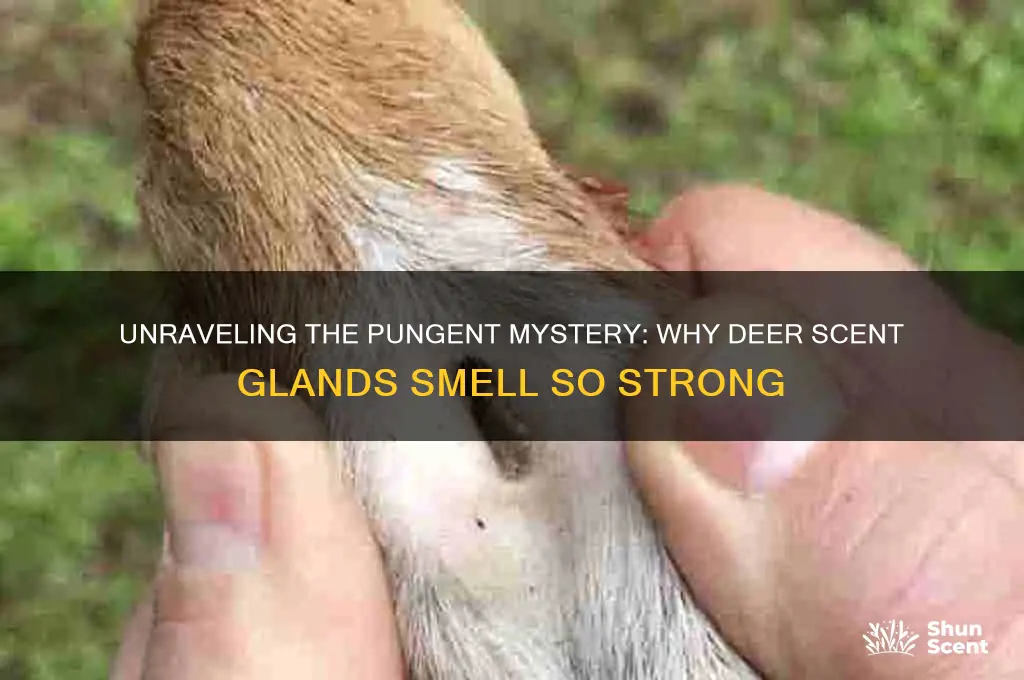 what makes deer scent glands stink