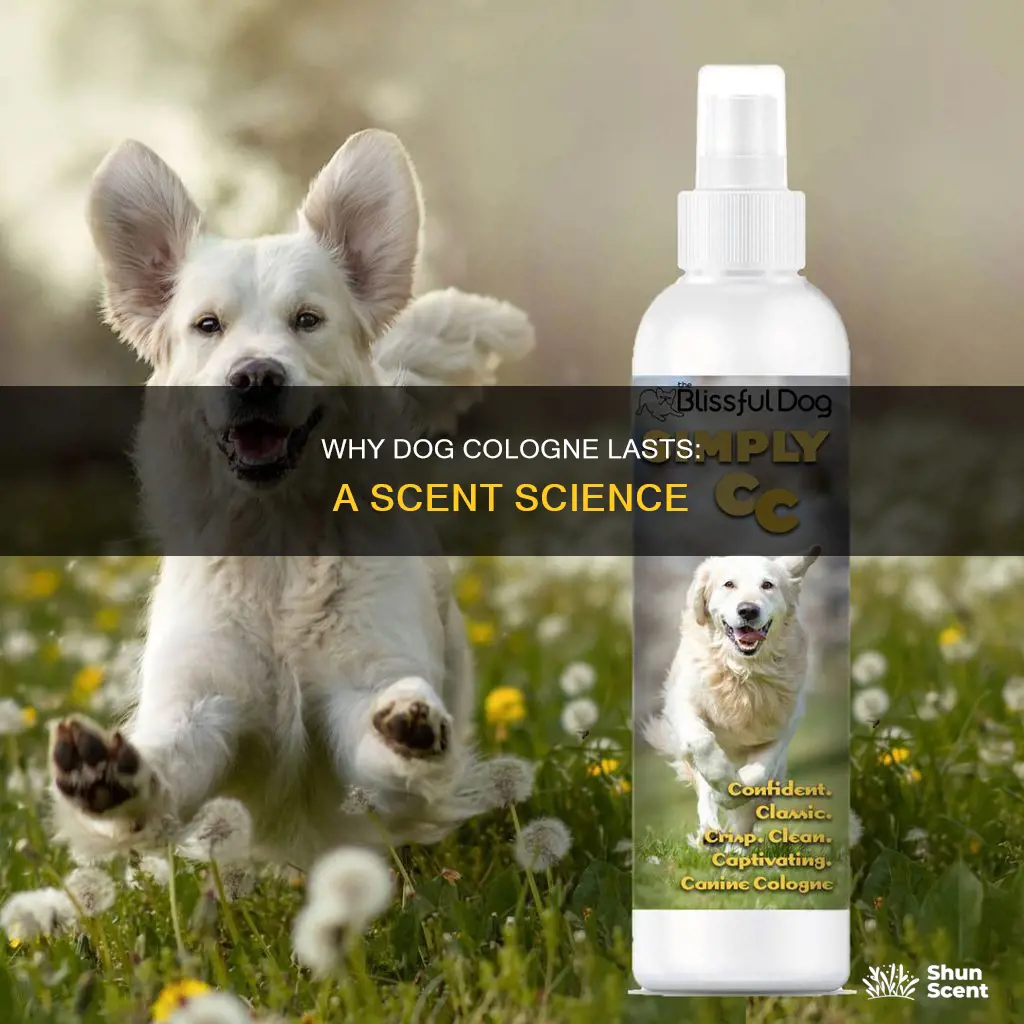 what makes dog cologne stick