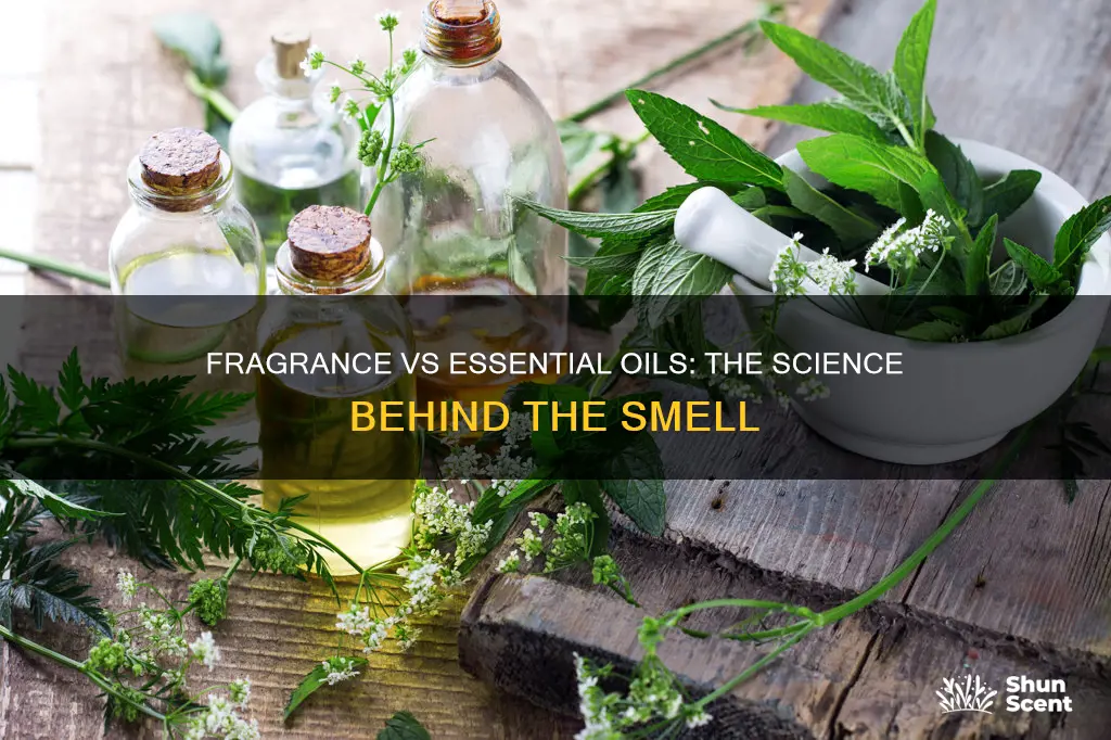 what makes fragrance different from essential oils
