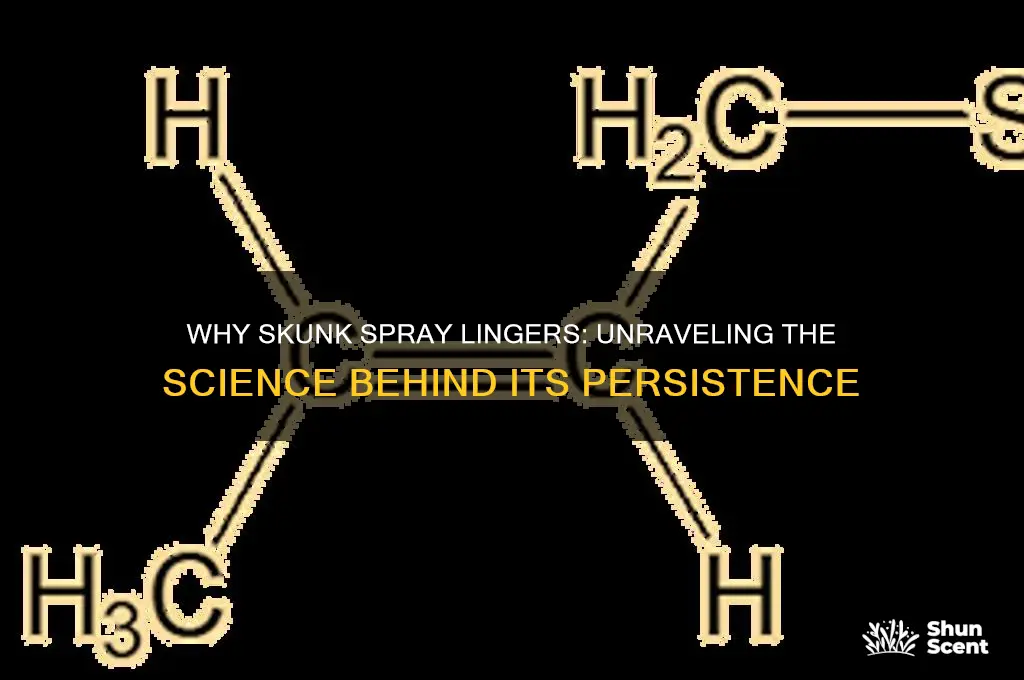 what makes skunk scent so persistent
