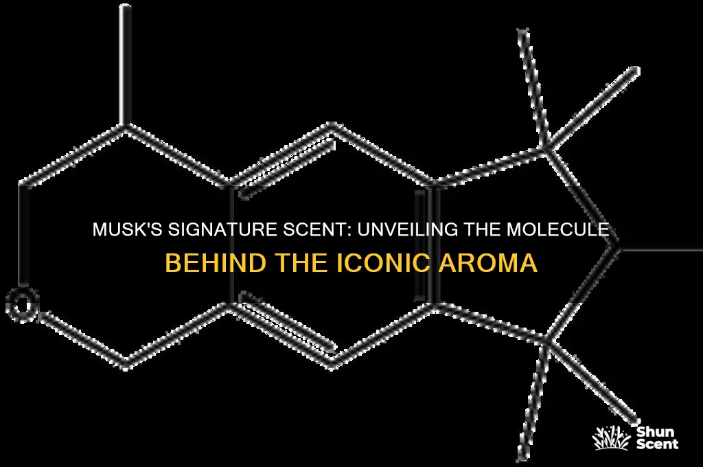 what molecule is typically associated with the scent of musk