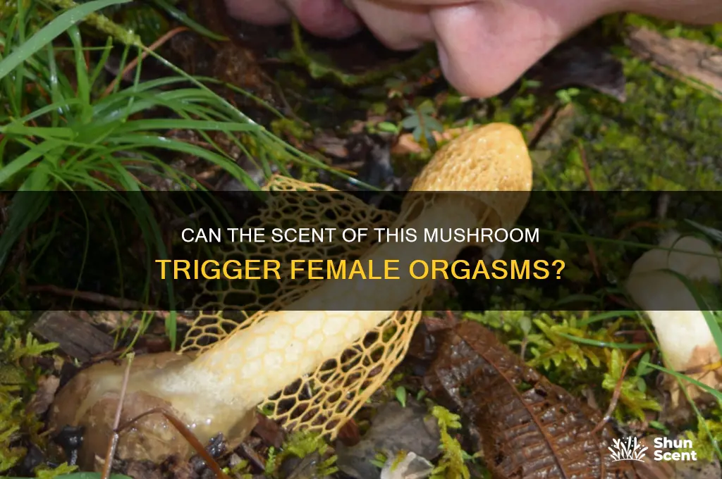 what mushroom gives a woman an orgasm by scent alone