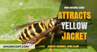 Natural Scents That Attract Yellow Jackets: What You Need to Know