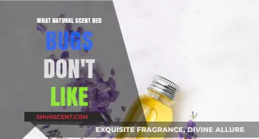 Natural Scents Bed Bugs Hate: Repel Infestations Organically