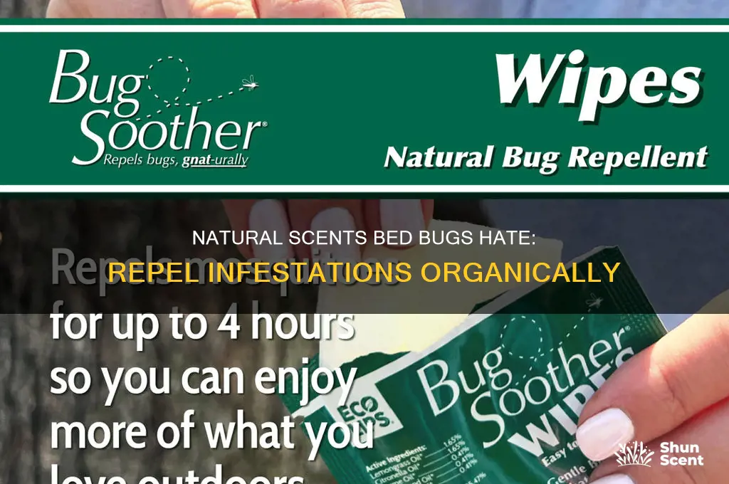 what natural scent bed bugs don