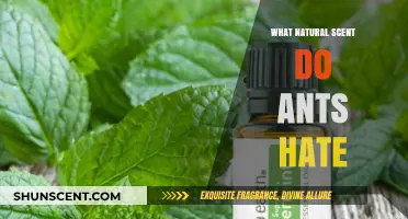 Natural Scents That Repel Ants: Effective Aromas to Keep Them Away