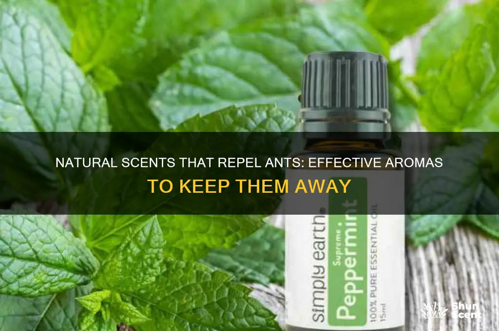 what natural scent do ants hate
