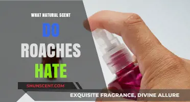 Natural Roach Repellents: Scents That Keep Cockroaches Away Effectively