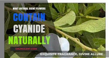 Deadly Blossoms: Cyanide-Laden Flowers and Their Natural Scents