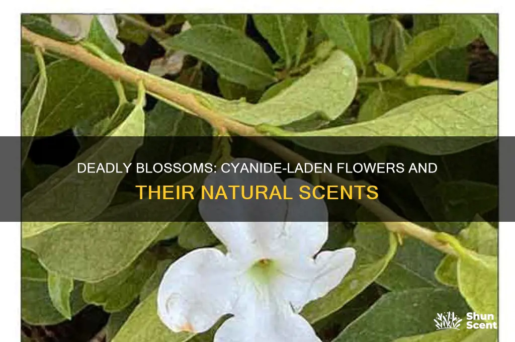 what natural scent flowers contain cyanide naturally