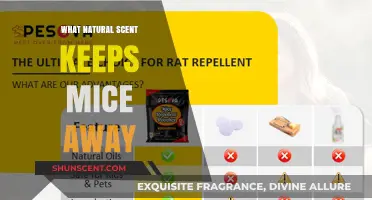 Natural Scents to Repel Mice: Effective Aromatic Solutions for Rodent Control