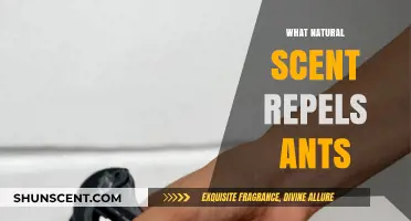 Discover Natural Scents That Effectively Repel Ants from Your Home