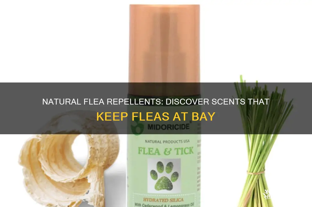 what natural scent repels fleas