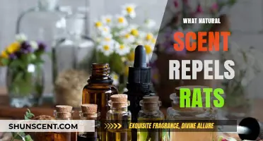 Natural Rat Repellents: Discover Scents That Keep Rodents Away Fast