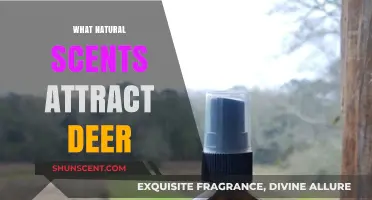 Natural Scents That Attract Deer: Enhance Your Wildlife Encounters