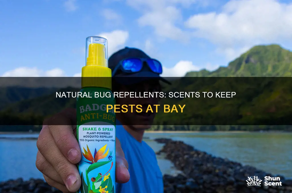 what natural scents repel bugs