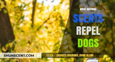 Natural Scents That Safely Keep Dogs at Bay: A Guide