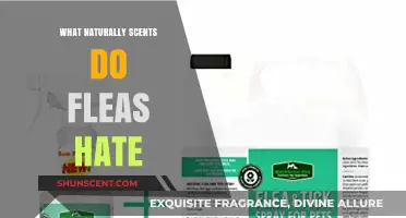 Natural Flea Repellents: Scents That Fleas Hate and Avoid