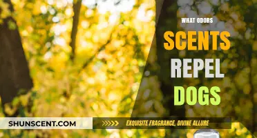 Scents That Keep Dogs Away: Effective Odor Repellents Revealed
