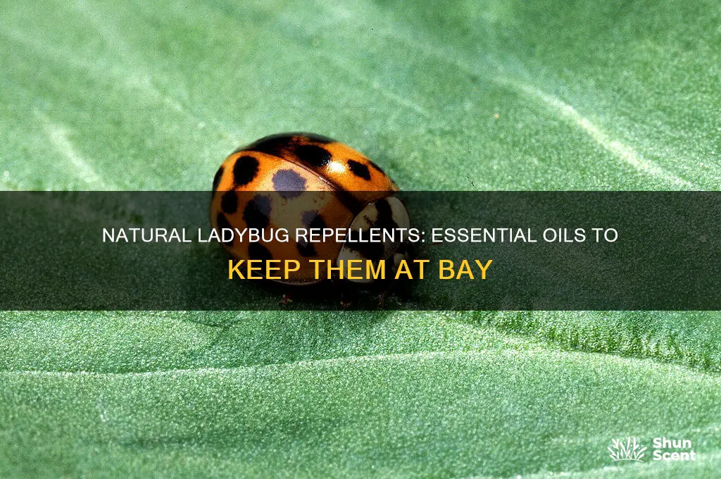 what oil scent repels ladybugs